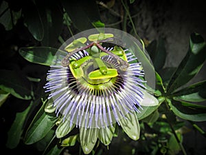 Close up of Passiflora caerulea, the blue passionflower