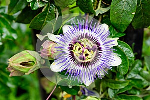 Close up of Passiflora incarnata flower and bloom, commonly known as maypop, purple passionflower, true passionflower, wild aprico