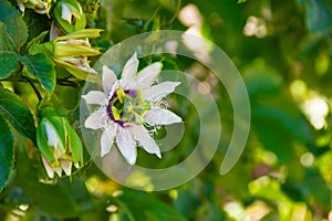 Close up passiflora. Passion Flower Passiflora caerulea leaf in tropical garden. Beautiful passion fruit flower