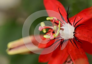 Close up of Passiflora Racemosa, Red Passion Fruit Flower photo