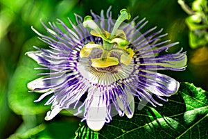 Close up of passion flower