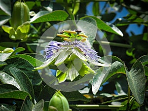 Close up of passion flower On the side of green leaves at sunny day