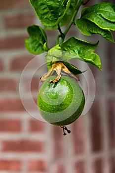 Close up of passion fruit