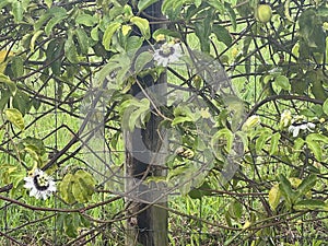 Close-up of a Passion fruit flower