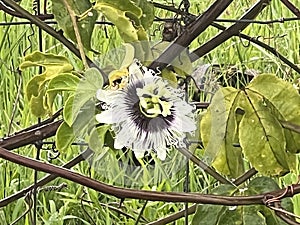Close-up of a Passion fruit flower
