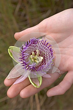 Close up of passion fruit flower - Passiflora