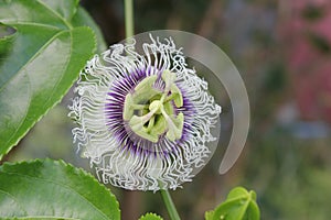 Close up passion fruit flower in the topical garden.