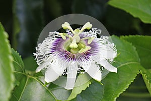 Close up passion fruit flower in the topical garden.