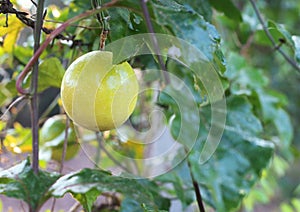 Close up of passion fruit hanging in the garden