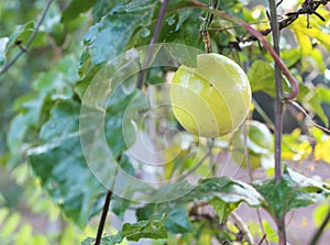 Close up of passion fruit hanging in the garden