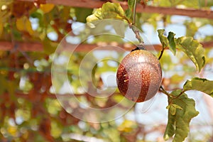 Close up of passion fruit hanging in the garden