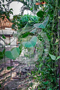 Close-up of passion fruit tree leaves
