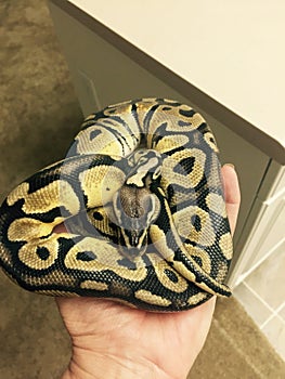 Close up of pastel ghost ball python snake being held