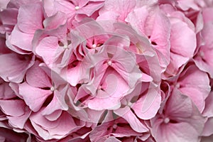 Close-up of pastel pink hydrangea macrophylla hortensia flower