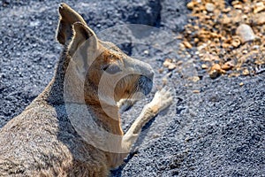 Close up of a patagonian mara