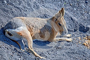 Close up of a patagonian mara