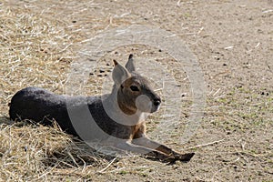 Close Up Of A Patagonian Mara At Amsterdam The Netherlands 11-4-2022