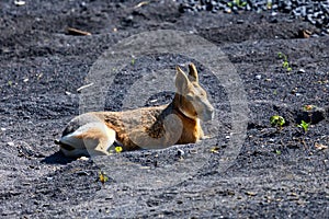 Close up of a patagonian mara or Dolichotis patagonum