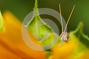 Close-up a Patanga succincta feeds on yellow sunflower