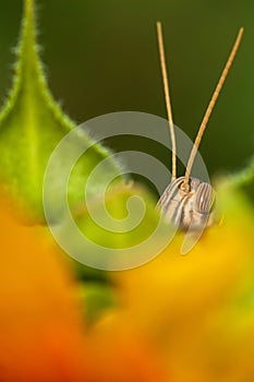 Close-up a Patanga succincta feeds on yellow sunflower