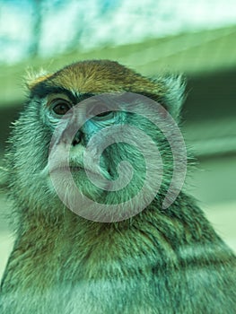 Close-up of a Patas Monkey at the Topeka Zoo