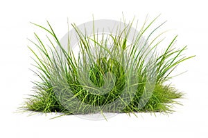 close-up of a patch of green grass with a single bush, white background.