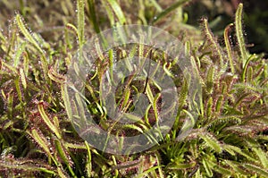 Close-up of a patch of sundew plants in garden
