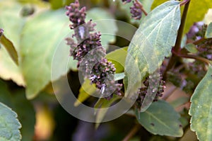 Close up of patchouly flower