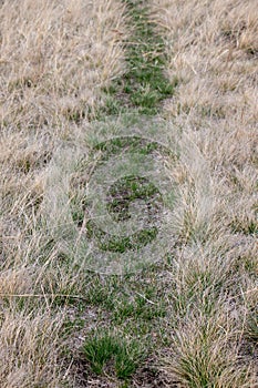 close up a path of green grass in a field