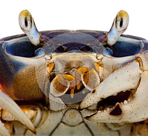 Close-up of Patriot crab, Cardisoma armatum photo
