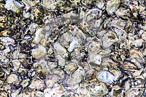 Close up pattern of oyster on the sea