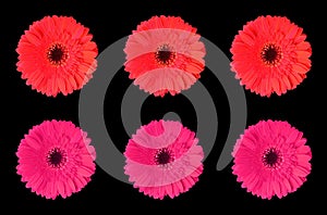 Close up, Pattern set red and pink color gerbera flower blossom blooming isolated on black background for stock photo, house