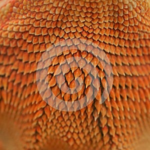 Close-up pattern skin, reptil animal of small exotic pet