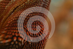 Close-up pattern skin, reptil animal of small exotic pet photo