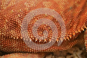 Close-up pattern skin, reptil animal of small exotic pet photo