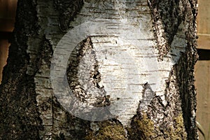 Close-up of pattern on trunk silver birch tree