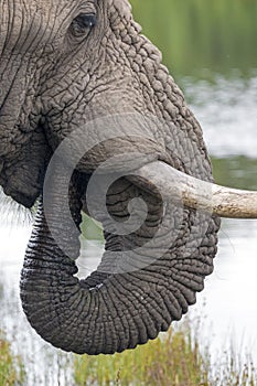Close up of Elephant head Pattern and Texture