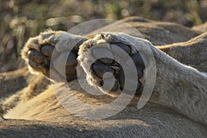 Close-up of paws of a lion in detail