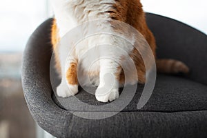 Close-up of paws of red-white cat sitting on grey chair near window