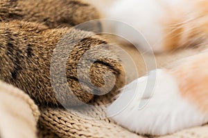 Close up of paws of two cats on blanket