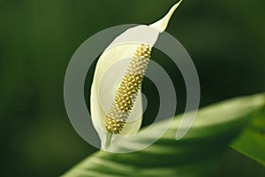 Close Up Of Peace Lily Flower