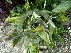 Close up of peace lily plant