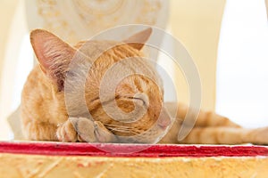 Close up of Peaceful orange red tabby cat male kitten curled up sleeping