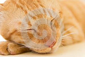 Close up of Peaceful orange red tabby cat male kitten curled up sleeping