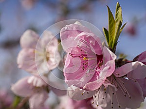 Close up of a peach blossom