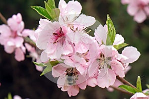 Close-up of peach blossoms blooming on branches.