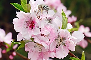 Close-up of peach blossoms blooming on branches.