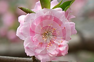 Close-up of peach blossoms blooming on branches..