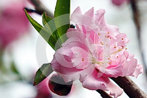 Close-up of peach blossoms blooming on branches. .