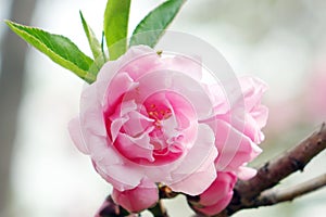 Close-up of peach blossoms blooming on branches. .